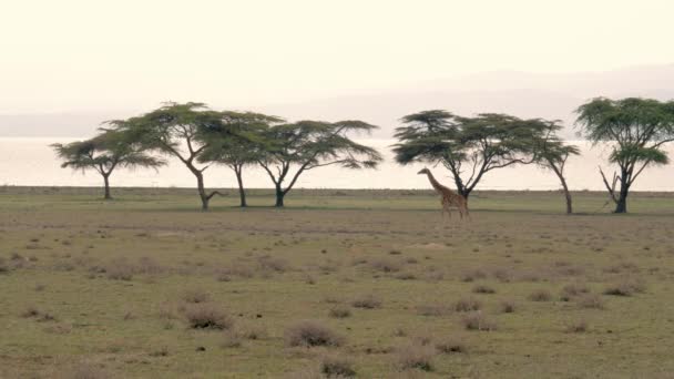 Giraffa a piedi sulla savana africana sullo sfondo di alberi di acacia e lago — Video Stock