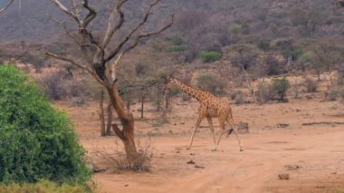 Yolun ortasında rezerv Samburu kırmızı zemin üzerinde yürüyen genç Afrika zürafa