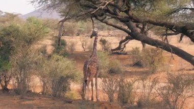 Genç Afrika zürafa Bush ile yeşil yeşillik bir yaklaşımdır ve yiyor