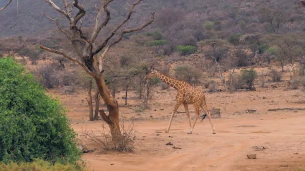Молодой африканский жираф идет по красному участку дороги в заповеднике Самбуру — стоковое видео