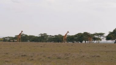 Zürafalar savana Afrika ovasında akasya ağaçları için yürüyüş