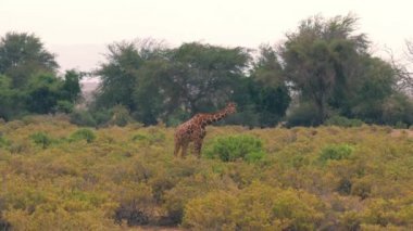 Zürafa Afrika savana çalılar otlatmak için büyük bir Bush gider.
