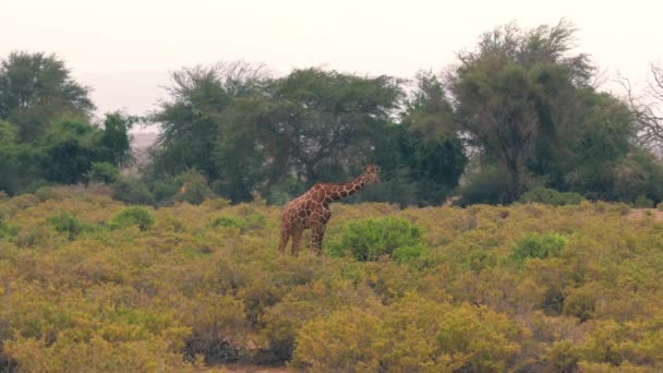 Jirafa va a través de los arbustos de la sabana africana a un gran arbusto para pastar — Vídeos de Stock