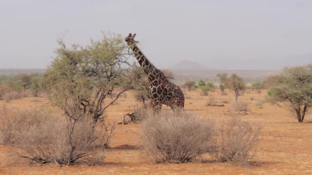 Giraffe їдять зеленим листям з кущів пустелі — стокове відео