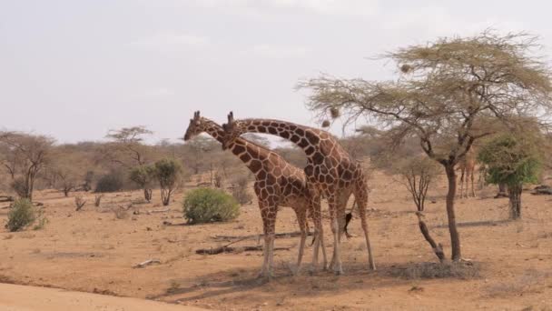 Africano Girafas mostrar ternura e amor um pelo outro esfregar seus pescoços — Vídeo de Stock