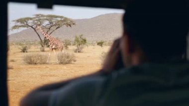 Fotoğrafçı Afrika Safari vahşi bir zürafa arabadan çekiyor