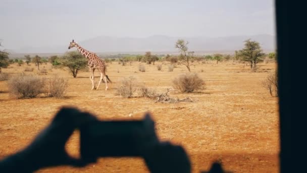 Mãos segurando telefone e tirar foto selvagem girafa andando sobre a savana africana — Vídeo de Stock