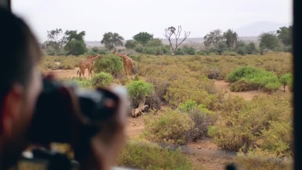 Fotograf na Safari v Africe pořizuje obrázky divokých žirafí vystup — Stock video