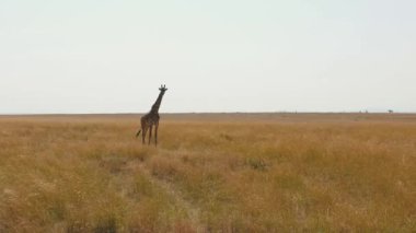 Uzun boylu ile Afrika savana ayakta zürafa çim Kuru sezonunda kurutulmuş.