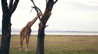 Afrika vahşi zürafa acacia adlı standları ve ağaç kabuğu, bitki örtüsü, zemin sıcak bir günde, 4 k gölün karşı olmadığı için açlık tatmin edici yiyor
