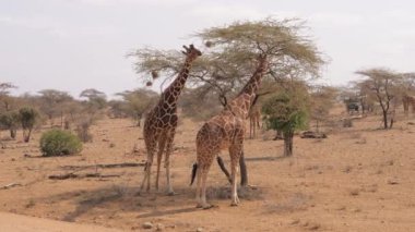 Afrika vahşi zürafalar Savannah ile bir kırmızı zemin kuru ağaç yakınındaki standı