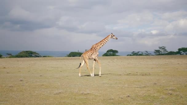 Séta a szavanna, ahol a sok állatok legelnek a távolban afrikai zsiráf