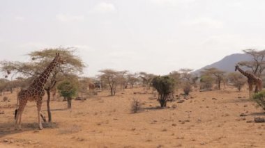 Samburu yedekte birçok zürafalar ağaçlar ve çalılar Kuru sezonunda gizle