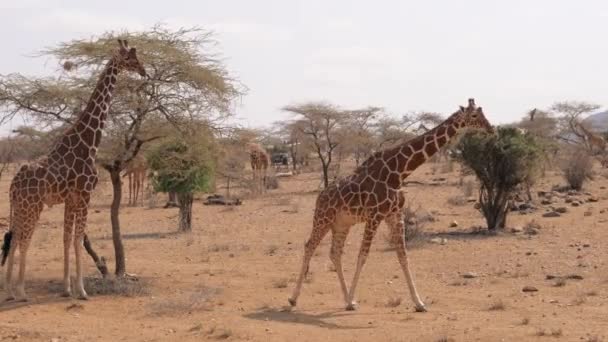 Viele Giraffen im Samburu-Reservat in der Trockenzeit in der Nähe von Bäumen und Sträuchern — Stockvideo