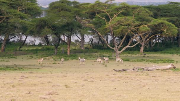 Herd Of African Zebras Grazing On A Green Meadow Among The Acacia Trees — Stock Video