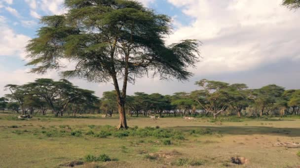 Afrikanska landskap av akaciaträd och Zebra betar i fjärran — Stockvideo