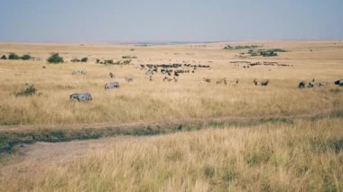 Afrika zebralar ve antilop yüksek kuru ot ile savana içinde büyük sürüsü