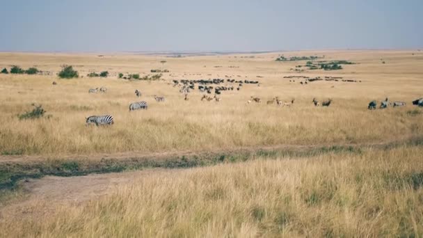 Uma enorme manada de zebras africanas e antílopes na savana com alta grama seca — Vídeo de Stock