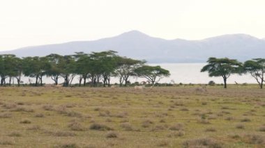 Afrika zebralar sıyrık sürüsü üzerinde yeşil çayır yakınındaki akasya ağaçları ve göl