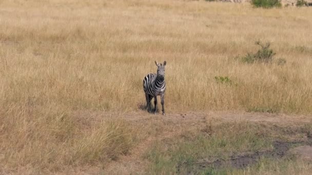 Porträtt av afrikansk Zebra i savannen tittar kameran sedan vänder huvudet — Stockvideo