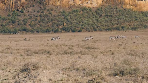 Zebra correndo sobre a savana para a manada no fundo de belas rochas — Vídeo de Stock