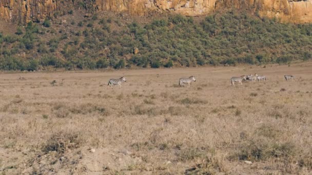 Zèbre Courir Sur La Savane Au Troupeau Sur Le Fond De Belles Rochers — Video