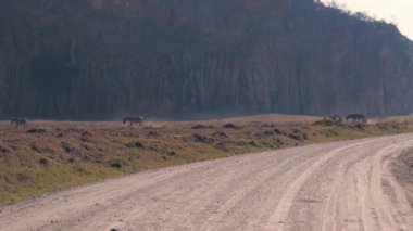 Vahşi Afrika zebralar birbirlerine yol toynakları havada Savannah kuraklık sezon nedeniyle toz bir sürü yükselterek takip et, dünyanın sıcak güneş, kayalara karşı heat haze etkisi