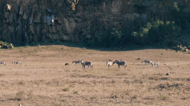 Zèbres et phacochères dans la savane africaine poussiéreuse près des rochers de la colline 