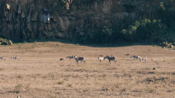 Cebras y jabalíes en la polvorienta sabana africana cerca de las rocas de la colina — Vídeo de stock