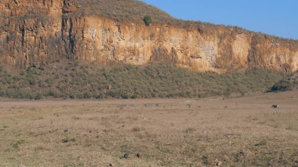 Cebras y jabalíes africanos se persiguen unos a otros en el suelo polvoriento — Vídeo de stock