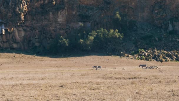 Eine Herde afrikanischer Zebras auf einem staubigen und trockenen Land im Reservat — Stockvideo