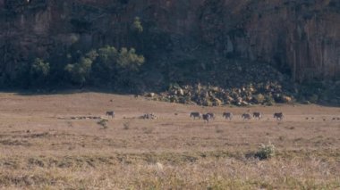 Vahşi Afrika zebralar rezerv tozlu ve kurak arazi üzerine yürüyen sürüsü