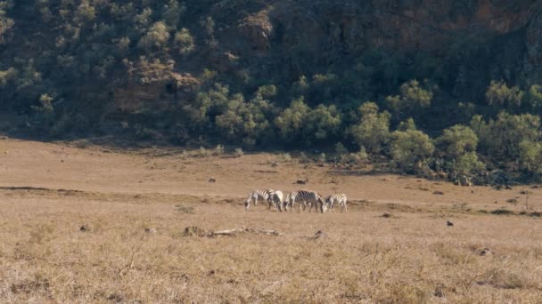 Wild African Zebras Graze In The Meadow During The Dry Season In The Reserve — Stock Video