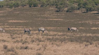 Vahşi Afrika Zebras bir çayır Kuru sezonunda otlatma Panorama görünüm