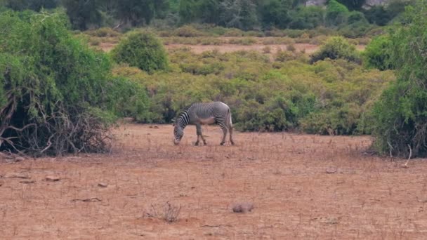 Африканський зебр пастися суха трава на рівнині серед чагарників у сухого сезону — стокове відео