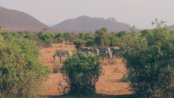 Zebralar çalıların arasında düz üzerinde Kuru sezonunda otlatma bebekle sürüsü — Stok video