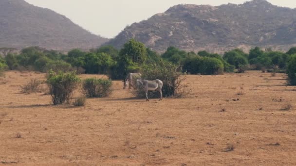 Африканские зебры пасут сухую траву на равнине среди бушей в сухой сезон — стоковое видео