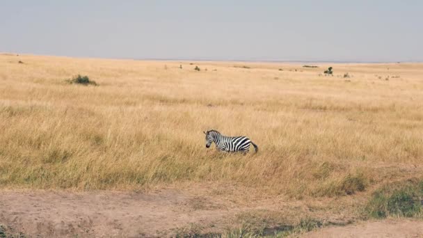 Portréja egy kíváncsi Zebra afrikai szavanna — Stock videók