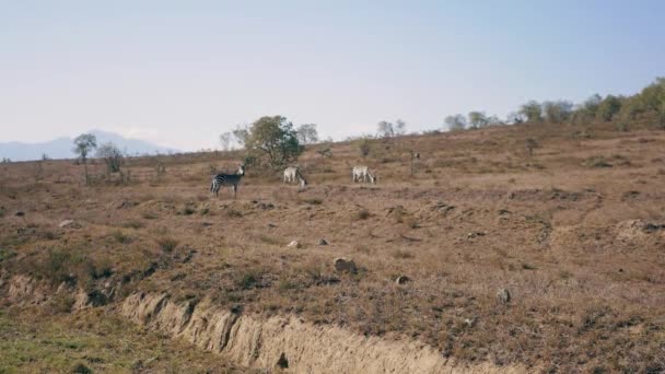 Дикие африканские зебры пасутся на лугу во время сухого сезона в заповеднике — стоковое видео