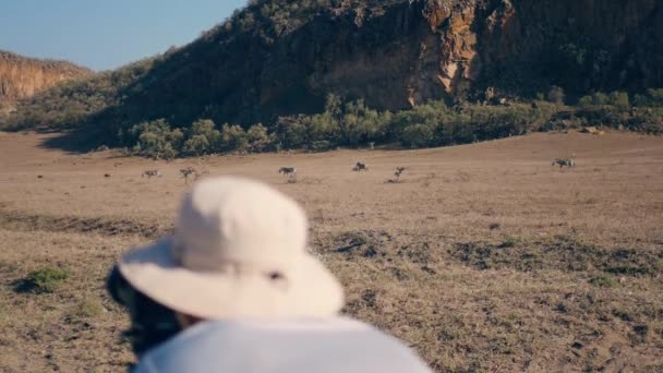 Фотограф снимает на камеру диких зебр в африканском заповеднике — стоковое видео