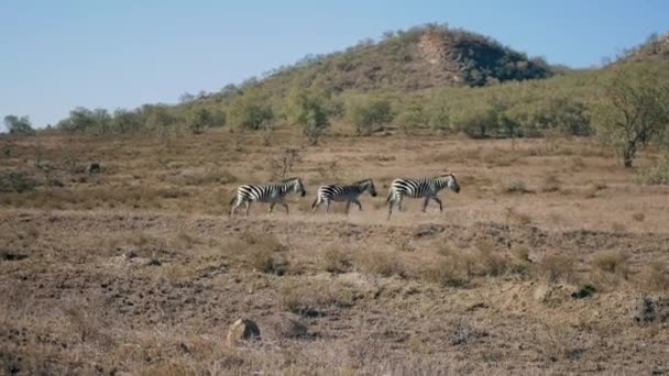 Tres cebras galopan con gracia a través de la sabana en África — Vídeos de Stock