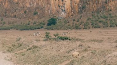 Savannah'ın üzerinde sürü güzel kayalar için arka planda çalışan zebra