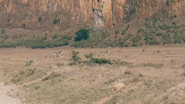 Zebra uruchomiony na sawannie do stada na tle pięknych skał — Wideo stockowe