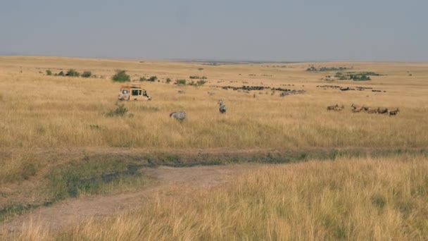 Safari samochód z turystów na sawannie gdzie jest dużo antylopy i zebry — Wideo stockowe