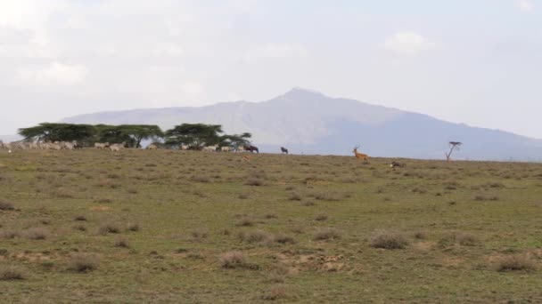 Стадо африканских зебр бежит в долине на фоне горы — стоковое видео