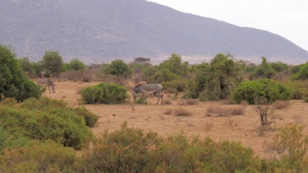 Afrikanische Zebras grasen in der Trockenzeit auf der Ebene zwischen Büschen — Stockvideo