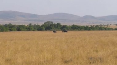 Afrika filleri birbirlerine Savannah ile uzun boylu boyunca gidiş Grass Kuru