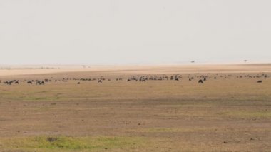 Masai Mara geçişten önce Savannah otlatma antilop sürüsü