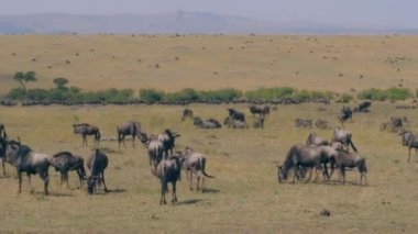 Savannah rezerv Masai Mara otlatmak Wildebeest büyük sürüsü görünümünü