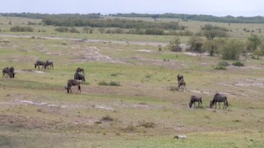 Afrika savana yeşil alan otlatma antilop sürüsü